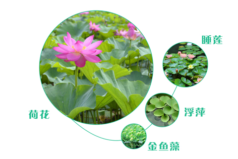 如何選擇污水處理工程的人工濕地植物？