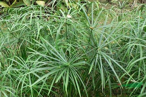 水中微生物、水生植物對(duì)人工濕地的影響
